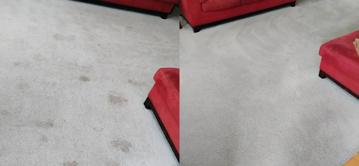 The scattered tan spots across this living room floor came out and the carpet is even with fresh pass marks.