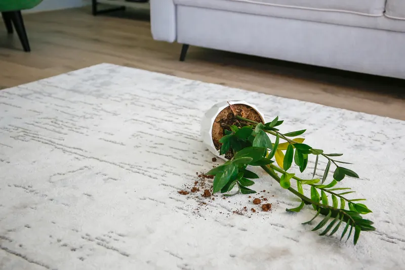 Potting soil spilled from a tipped-over plant onto a light rug